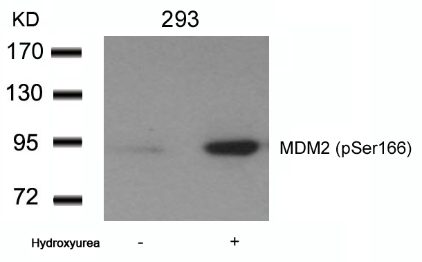 MDM2 (phospho-Ser166) Antibody