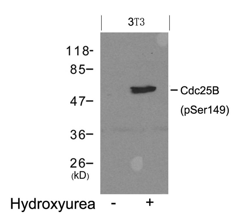 Cdc25B (Phospho-Ser149) Antibody