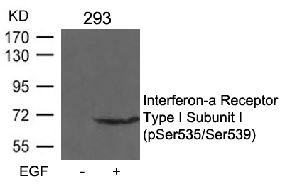 Interferon-a Receptor Type I Subunit I (phospho-Ser535/Ser539) Antibody