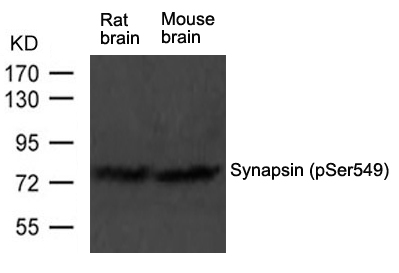 Synapsin (phospho-Ser549) Antibody