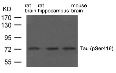 Tau (phospho-Ser416) Antibody