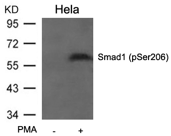 Smad1 (Phospho-Ser206) Antibody