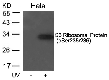 S6 Ribosomal Protein (Phospho-Ser235/236) Antibody