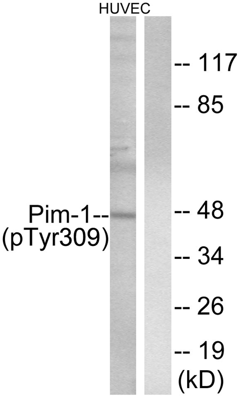 Pim (Phospho-Tyr309) Antibody