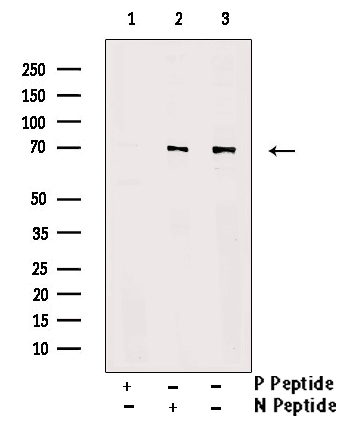 SHP (Phospho-Tyr564) Antibody