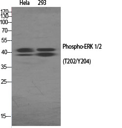ERK1/2 (Phospho-Thr202/Tyr204) Antibody