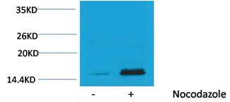Histone H3(Phospho-Thr32) Rabbit Polyclonal Antibody
