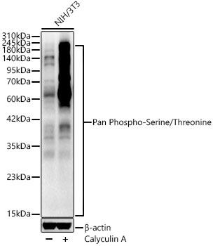 Pan Phospho-Serine/Threonine Rabbit pAb