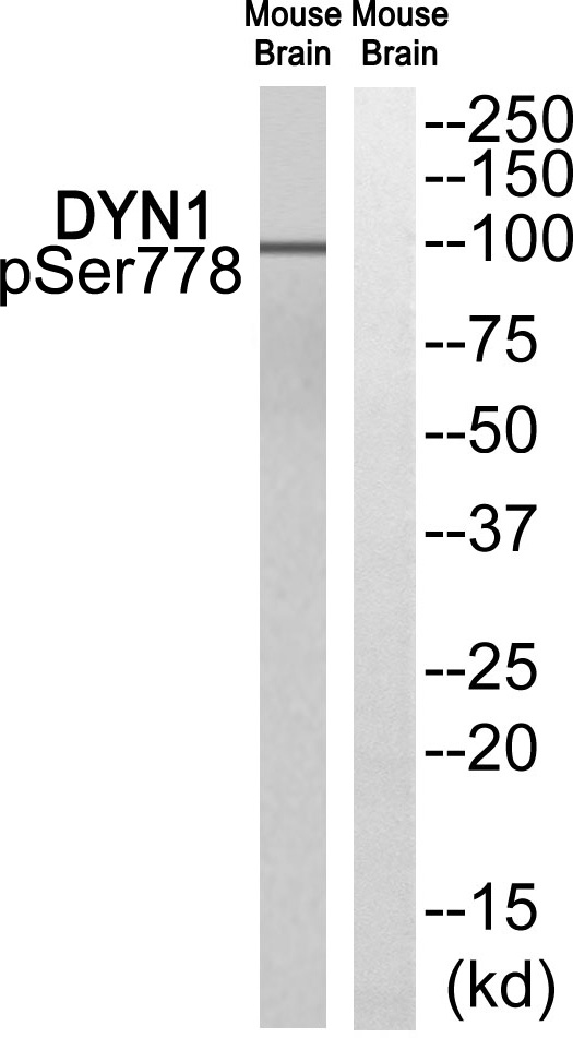 DYN1 (Phospho-Ser778) Antibody
