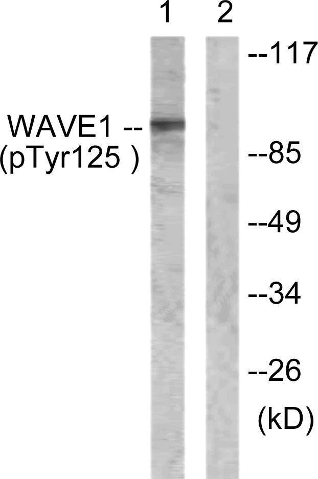WAVE1 (Phospho-Tyr125) Antibody