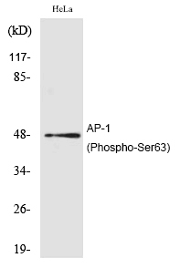 AP (Phospho-Ser63) Polyclonal Antibody
