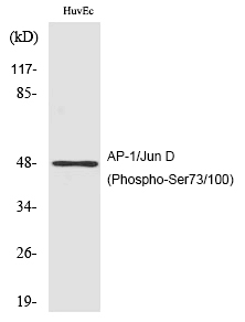AP/Jun D (Phospho-Ser73/100) Polyclonal Antibody