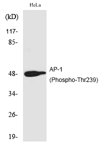 AP (Phospho-Thr239) Polyclonal Antibody