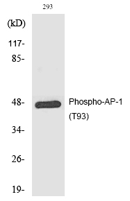 AP (Phospho-Thr93) Polyclonal Antibody