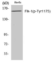 Flk (Phospho-Tyr1175) Polyclonal Antibody