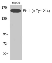 Flk (Phospho-Tyr1214) Polyclonal Antibody
