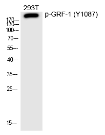 GRF (Phospho-Tyr1087) Polyclonal Antibody