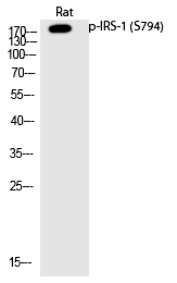 IRS (Phospho-Ser794) Polyclonal Antibody