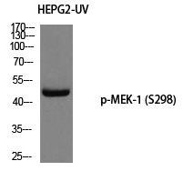 MEK (Phospho-Ser298) Polyclonal Antibody