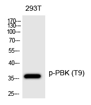 PBK (Phospho-Thr9) Polyclonal Antibody
