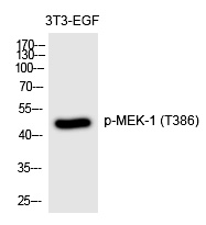MEK (Phospho-Thr386) Polyclonal Antibody