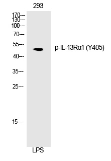 IL3Rα1 (Phospho-Tyr405) Polyclonal Antibody