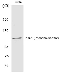 Ksr (Phospho-Ser392) Polyclonal Antibody