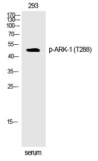 ARK (Phospho-Thr288) Polyclonal Antibody