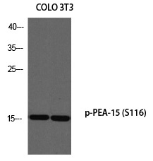 PEA5 (Phospho-Ser116) Polyclonal Antibody