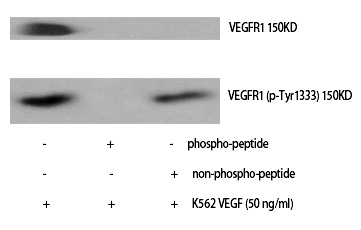 Flt (Phospho-Tyr1333) Polyclonal Antibody
