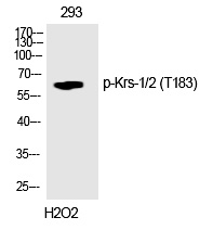 Krs/2 (Phospho-Thr183) Polyclonal Antibody