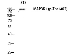 MEK Kinase (Phospho-Thr1402) Polyclonal Antibody