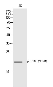 p16 (Phospho-Ser326) Polyclonal Antibody