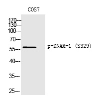 DNAM (Phospho-Ser329) Polyclonal Antibody