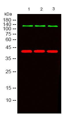 PERK (Phospho-Thr982) Polyclonal Antibody