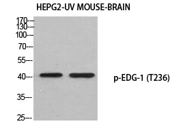 EDG (Phospho-Thr236) Polyclonal Antibody