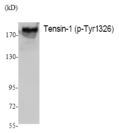 Tensin (Phospho-Tyr1326) Polyclonal Antibody
