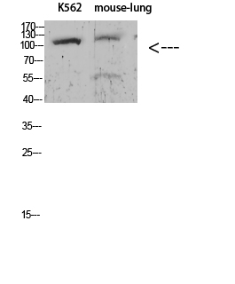 Sodium Potassium ATPase alpha (Phospho-Tyr260) Antibody