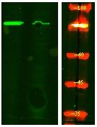BACE (Phospho-Ser498) Antibody