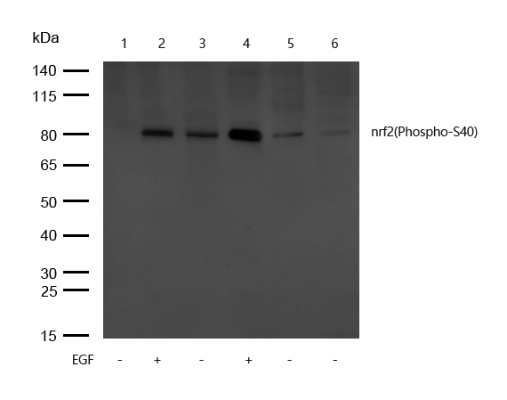 nrf2(Phospho-S40) Antibody