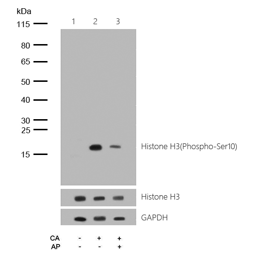 Histone H3(Phospho-Ser10) Rabbit mAb