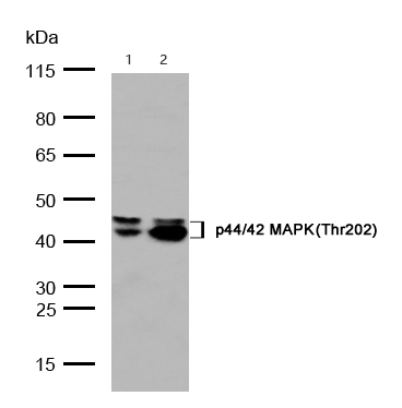 Erk1/Erk2(Phospho-Thr202/185) Rabbit mAb