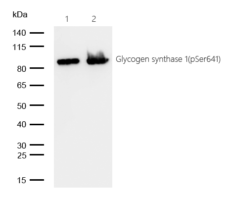 Glycogen synthase 1(Phospho-Ser641) Rabbit mAb