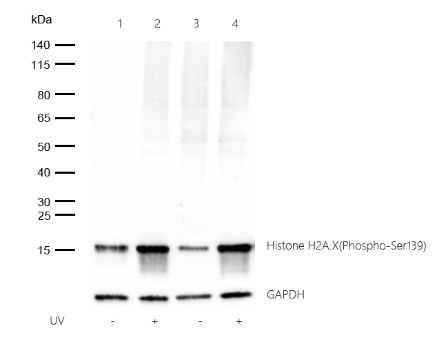 Histone H2A.X(Phospho-Ser139) Rabbit mAb
