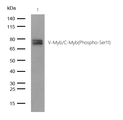 V-Myb/C-Myb(Phospho-Ser11) Rabbit mAb