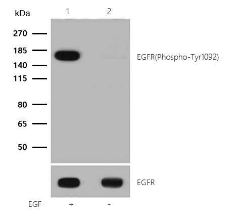 EGFR(Phospho-Tyr1092) Rabbit mAb
