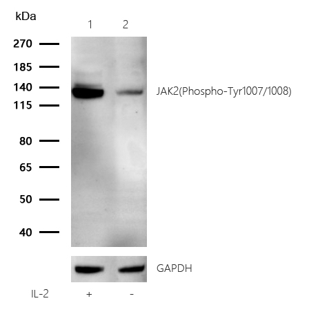 JAK2(Phospho-Tyr1007/1008) Rabbit mAb