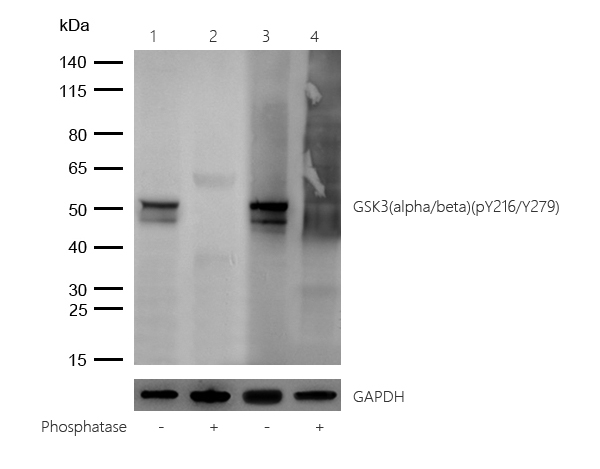 GSK3(alpha/beta)(Phospho-Y216/Y279) Rabbit mAb