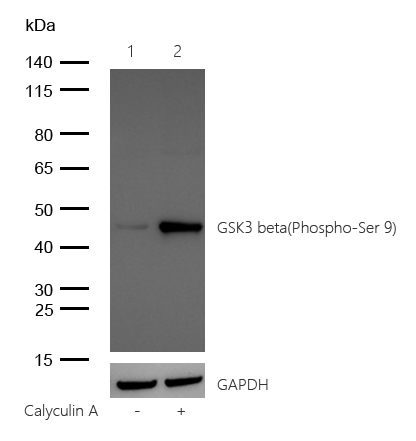 GSK3 beta(Phospho-Ser 9) Rabbit mAb