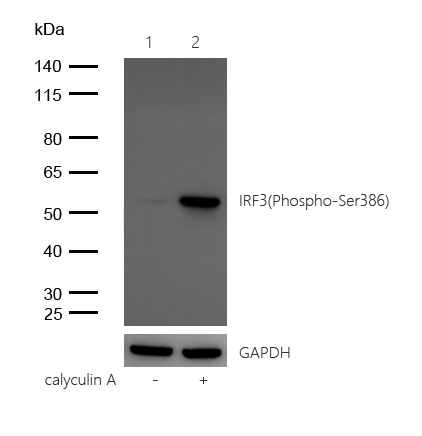 IRF3(Phospho-Ser386) Rabbit mAb